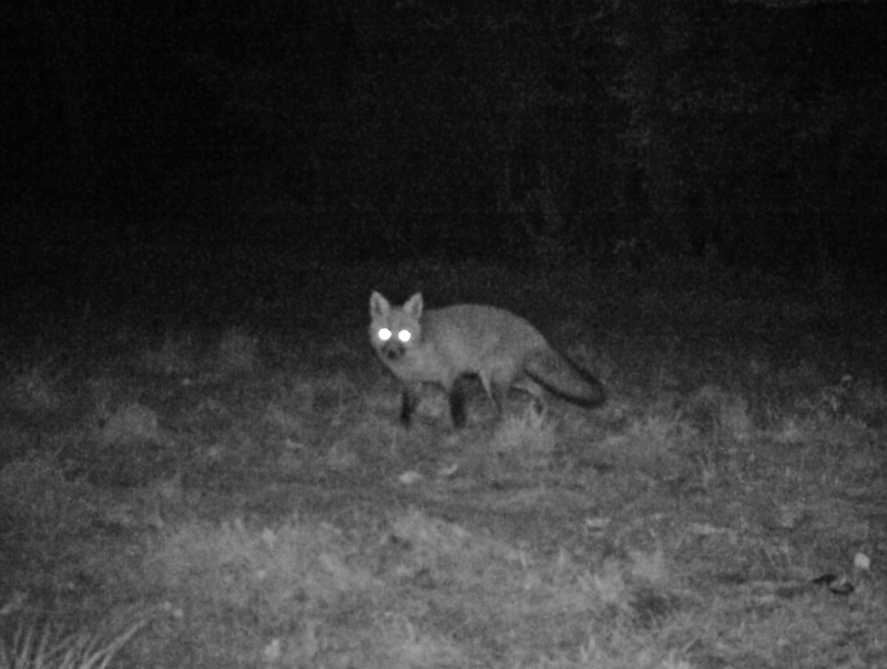 More nocturnal goings on - Click here to view this news entry