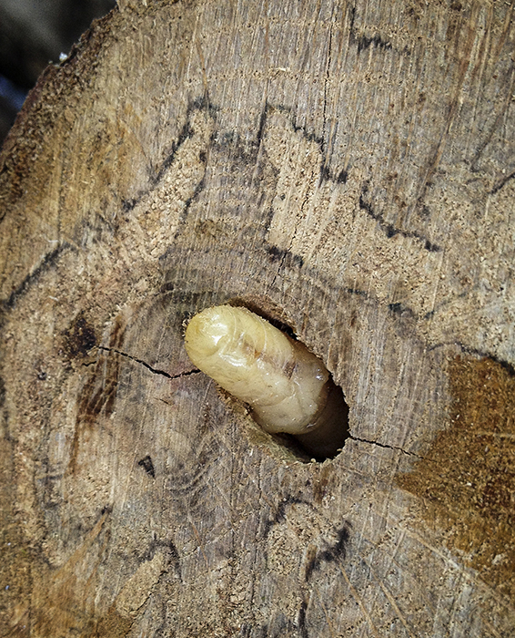 Wood Borers - Click here to view this news entry